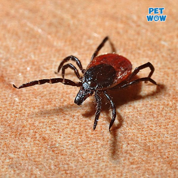 Sốt ve ở chó là gì?