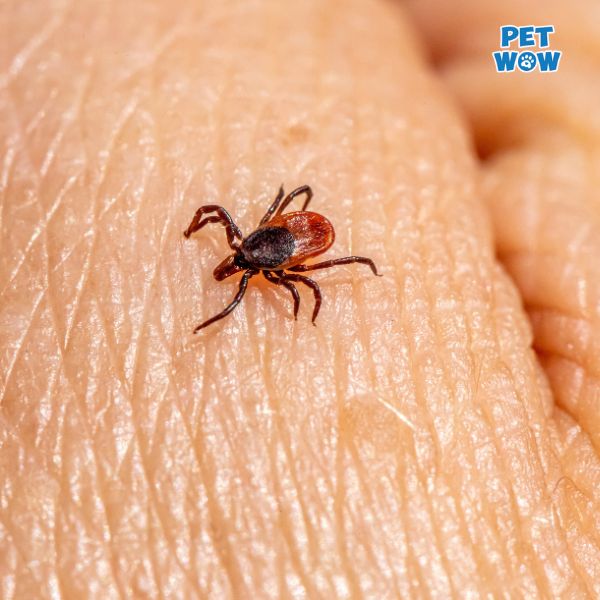 Ve chó gây hại cho con người