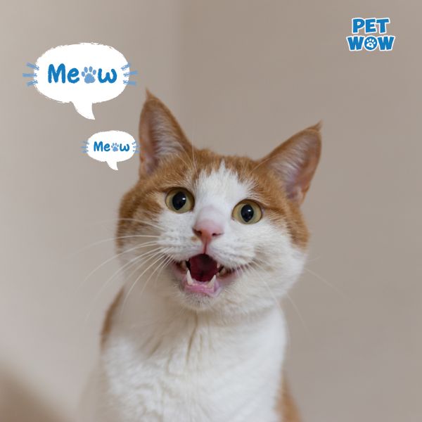 Kêu “meo meo” giữa đêm khuya thanh vắng