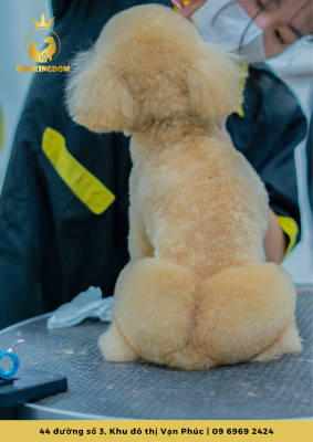 Cắt tỉa lông chó tại Pet WOW