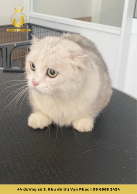cắt tỉa chó mèo ở Pet WOW