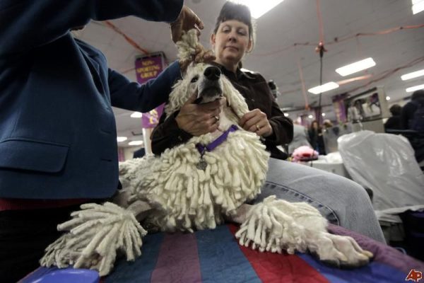 Cắt tỉa lông Poodle kiểu bện dây