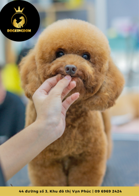 cắt tỉa Poodle ở Pet WOW