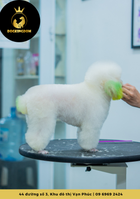 cắt tỉa poodle ở petwow