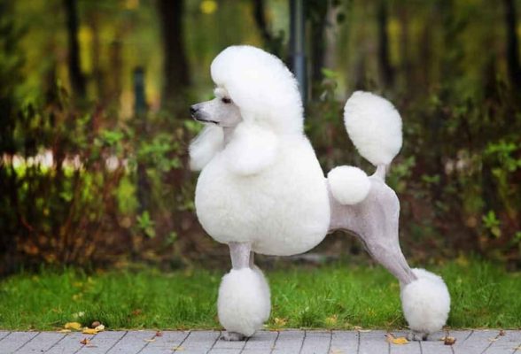 Cắt tỉa lông Poodle kiểu sư tử