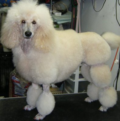 Cắt tỉa lông Poodle kiểu english saddle cut