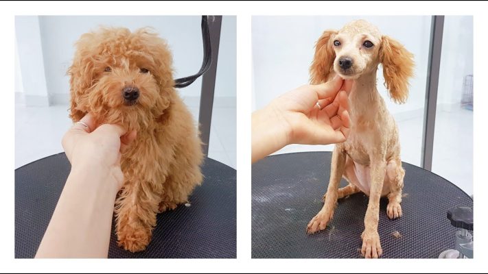 Cắt tỉa lông Poodle phong cách mùa hè