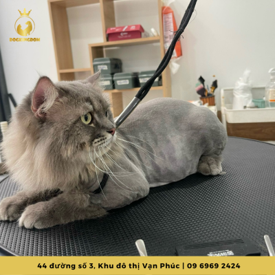 Cắt tỉa lông chó mèo tại Pet WOW
