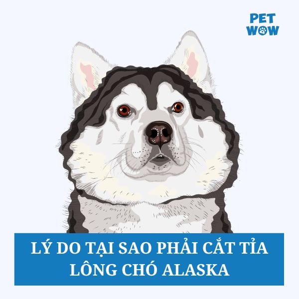 Lý do tại sao phải cắt tỉa lông chó Alaska