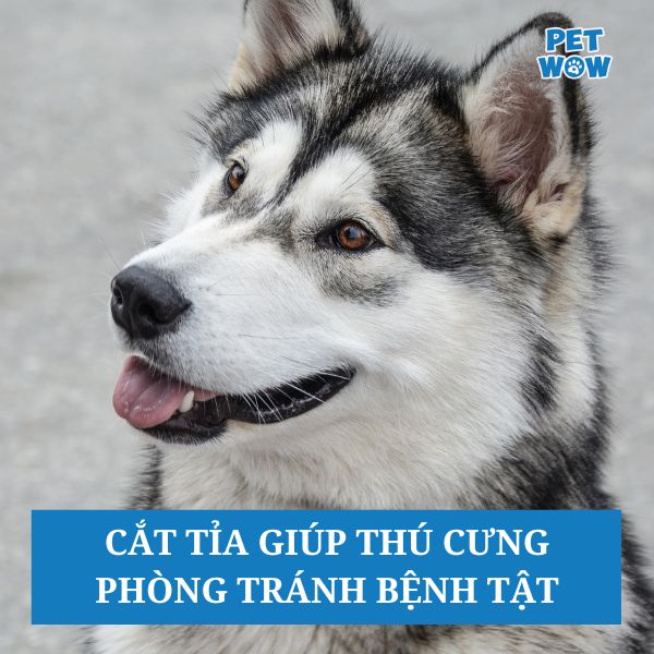 Cắt tỉa giúp thú cưng phòng tránh bệnh tật