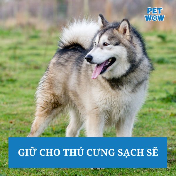 Giữ cho thú cưng sạch sẽ