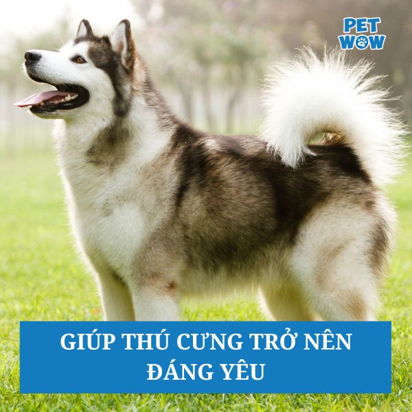 Giúp thú cưng trở nên đáng yêu