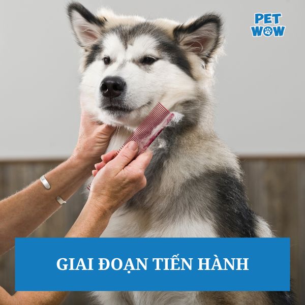 Giai đoạn tiến hành