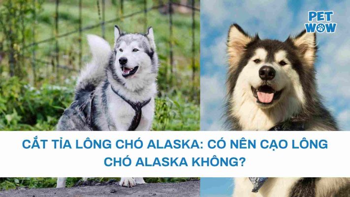 Cắt tỉa lông chó Alaska: Có nên cạo lông chó Alaska không?