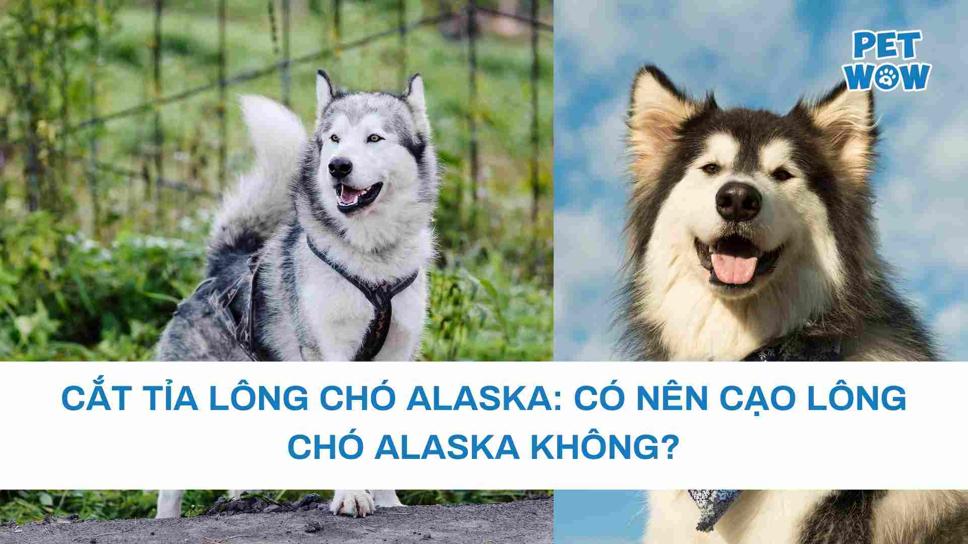 Cắt tỉa lông chó Alaska: Có nên cạo lông chó Alaska không?