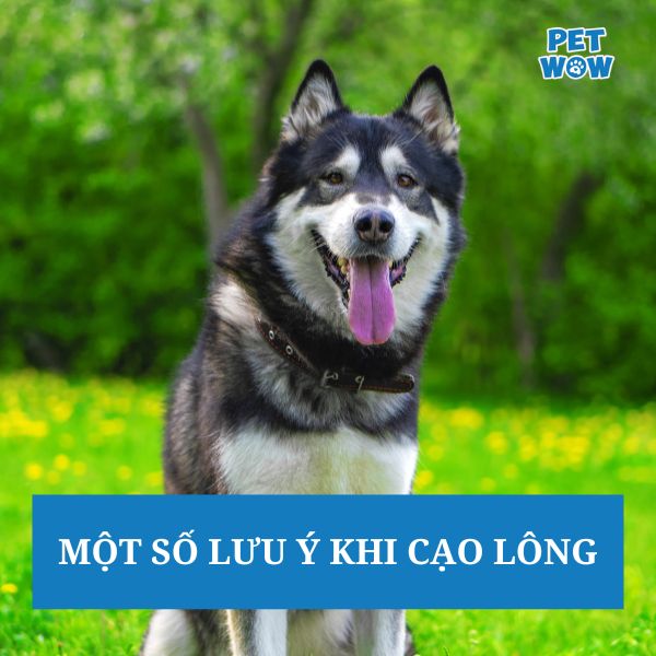 Một số lưu ý khi cạo lông