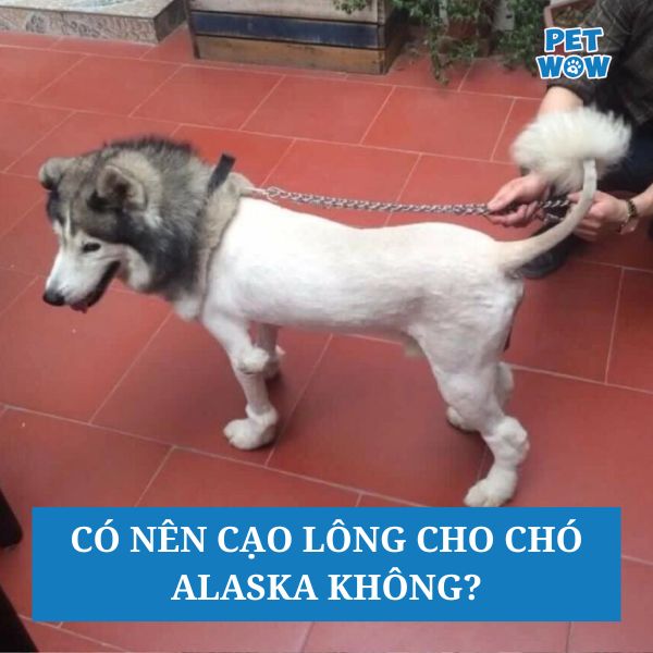 Có nên cạo lông cho chó Alaska không?