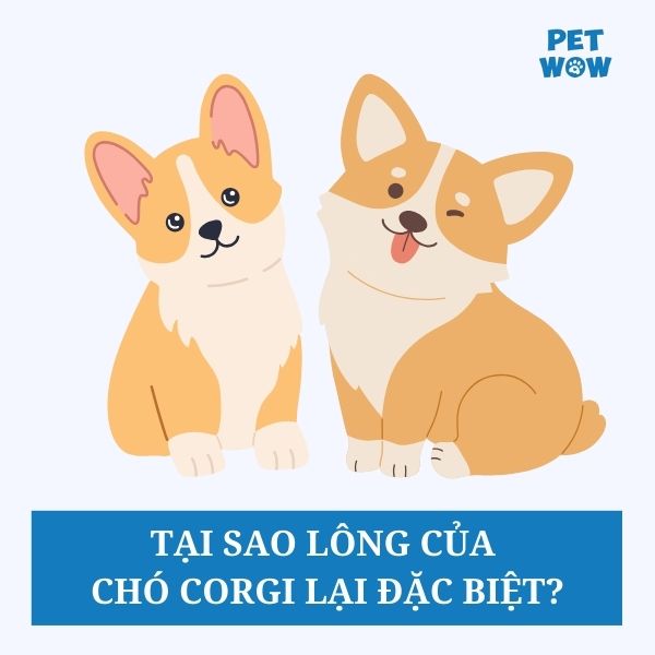 Tại sao lông của chó Corgi lại đặc biệt?