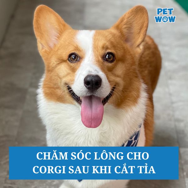 Chăm sóc lông cho Corgi sau khi cắt tỉa