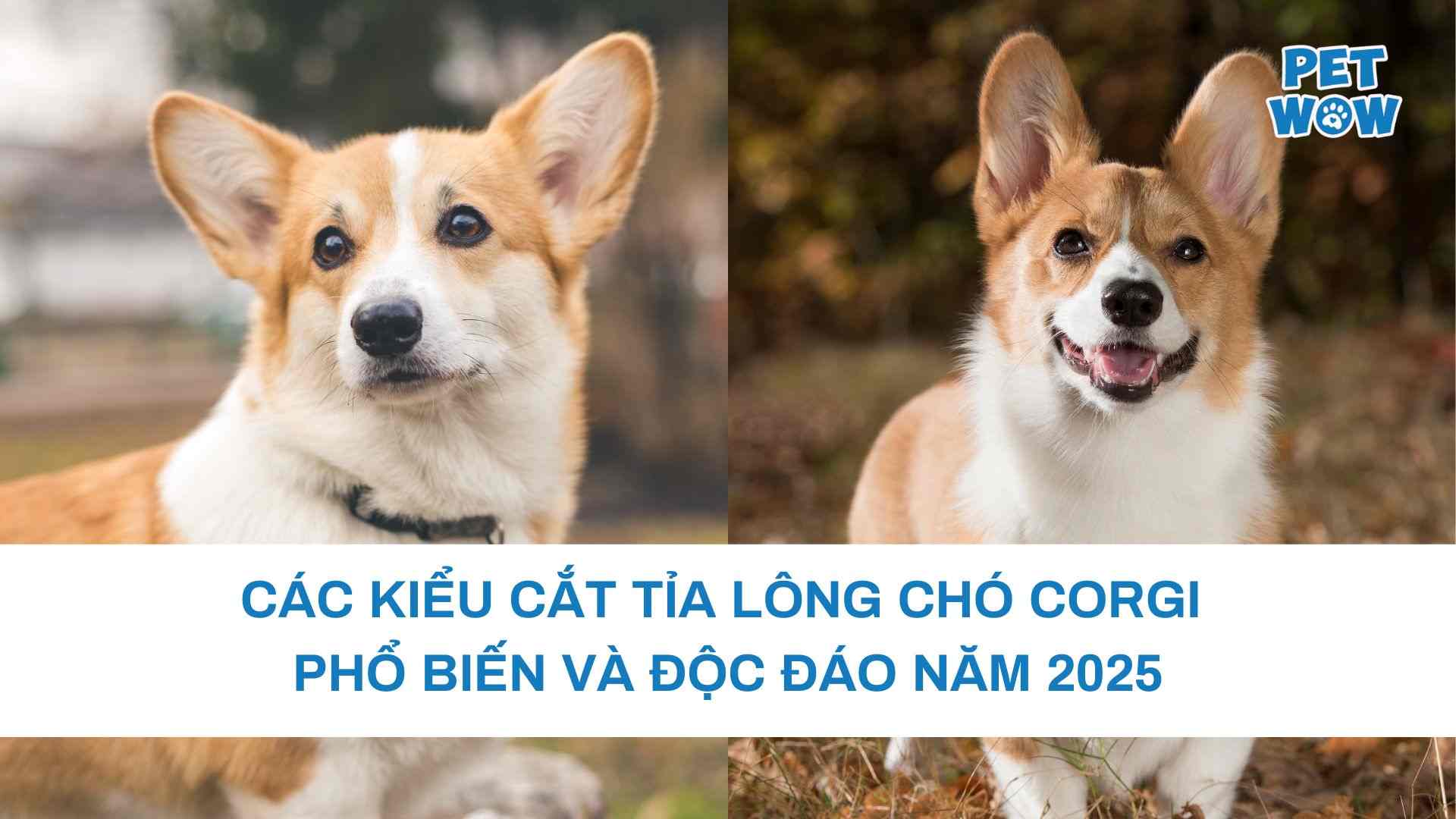 Các kiểu cắt tỉa lông chó Corgi phổ biến và độc đáo năm 2025