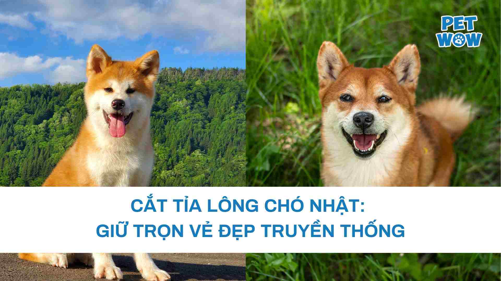 Cắt tỉa lông chó Nhật: Giữ trọn vẻ đẹp truyền thống