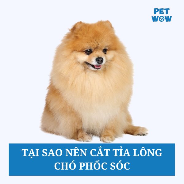 Tại sao nên cắt tỉa lông chó Phốc Sóc