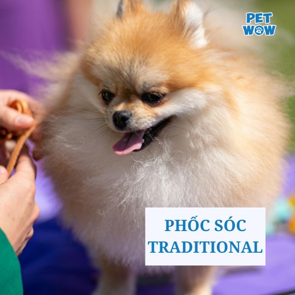 Kiểu lông chó Phốc Sóc Traditional