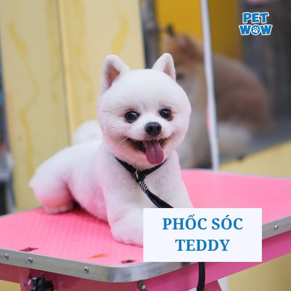 Kiểu lông chó Phốc Sóc Teddy