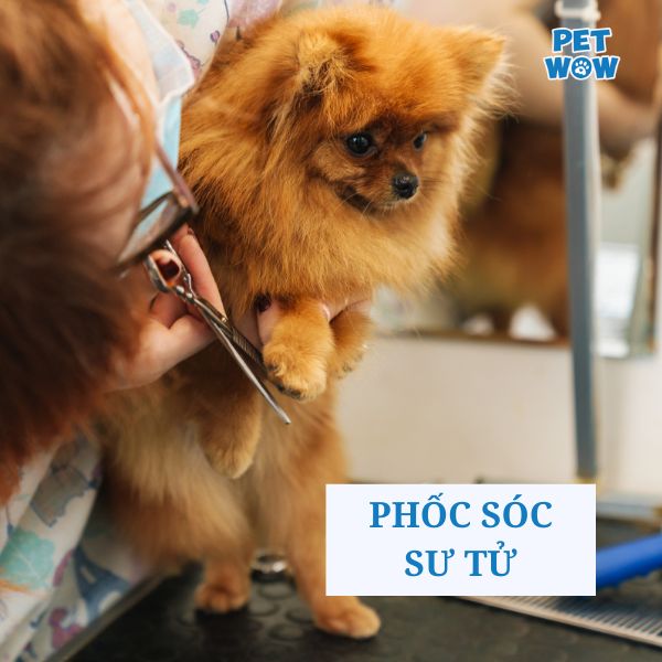 Kiểu lông chó Phốc Sóc sư tử