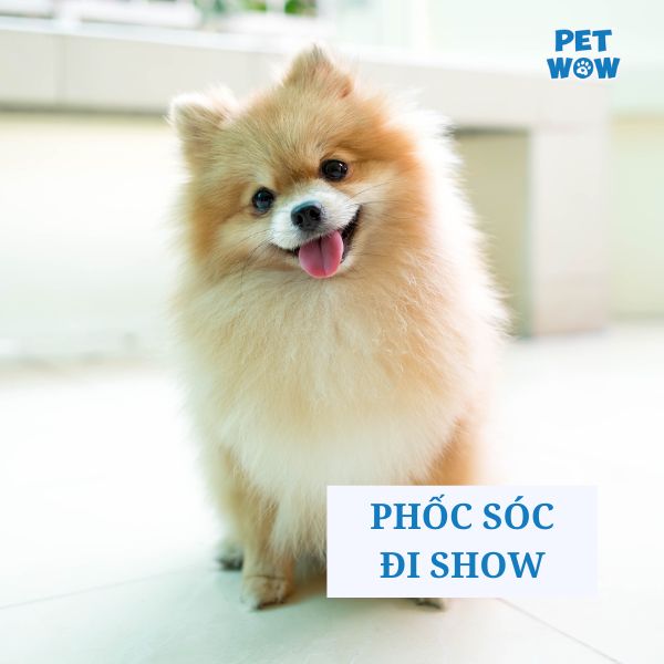 Kiểu lông chó Phốc Sóc đi Show