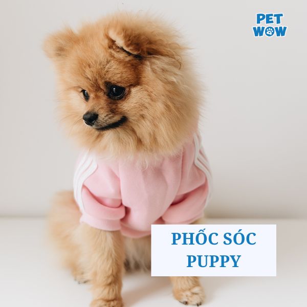 Kiểu lông chó Phốc Sóc Puppy (chó con)