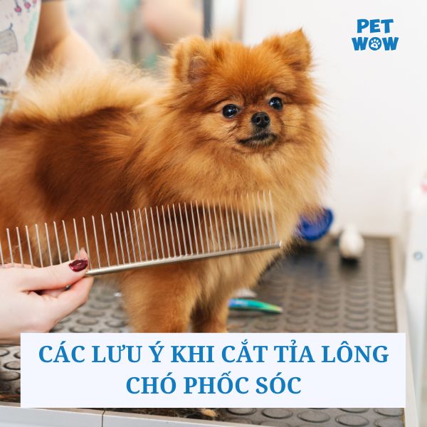 Các lưu ý khi cắt tỉa lông chó Phốc Sóc