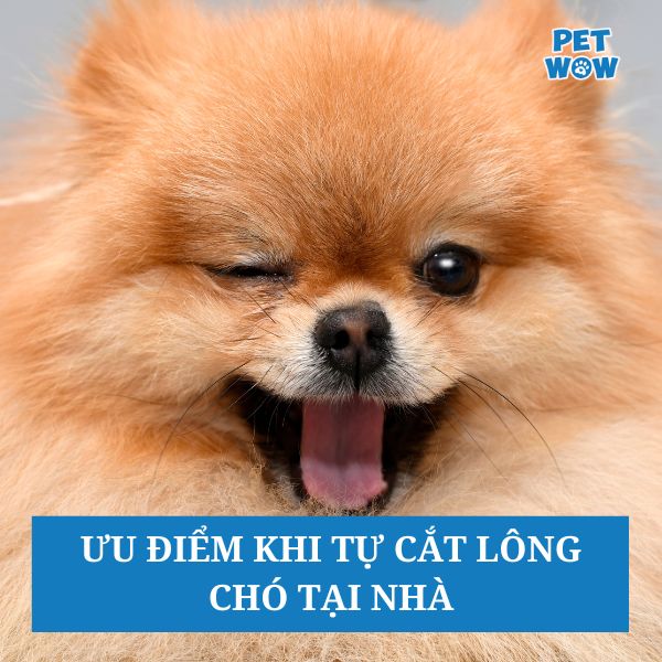 Ưu điểm khi tự cắt lông chó tại nhà