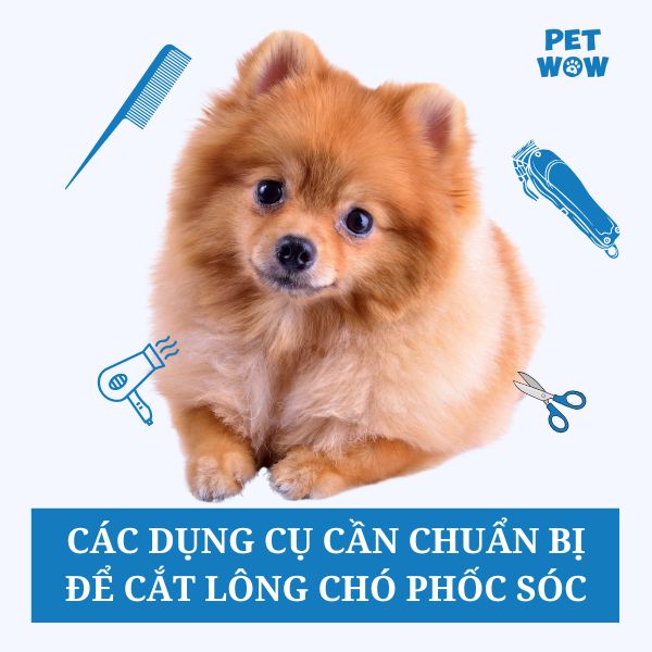 Các dụng cụ cần chuẩn bị để cắt tỉa lông chó Phốc Sóc