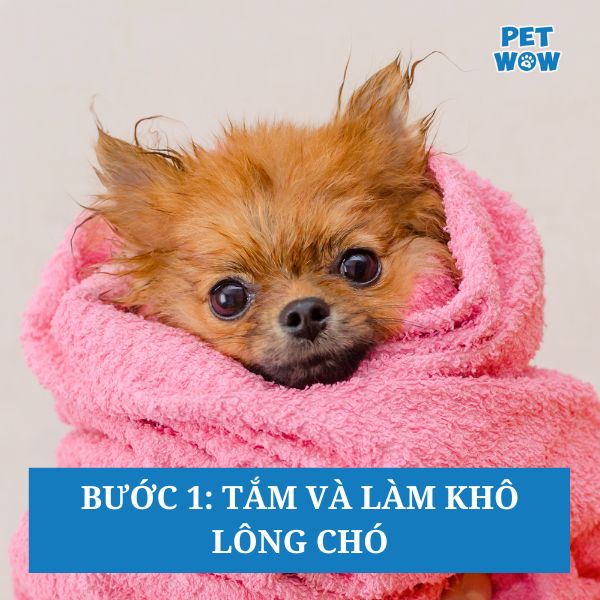Bước 1: Tắm và làm khô lông chó