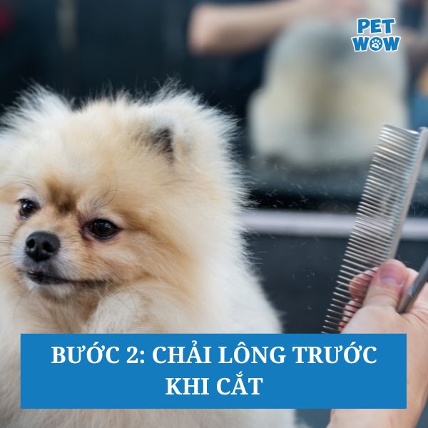 Bước 2: Chải lông trước khi cắt