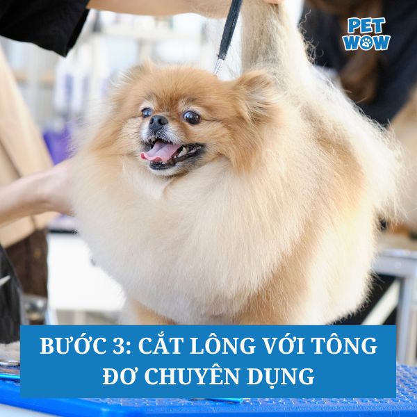Bước 3: Cắt lông với tông đơ chuyên dụng