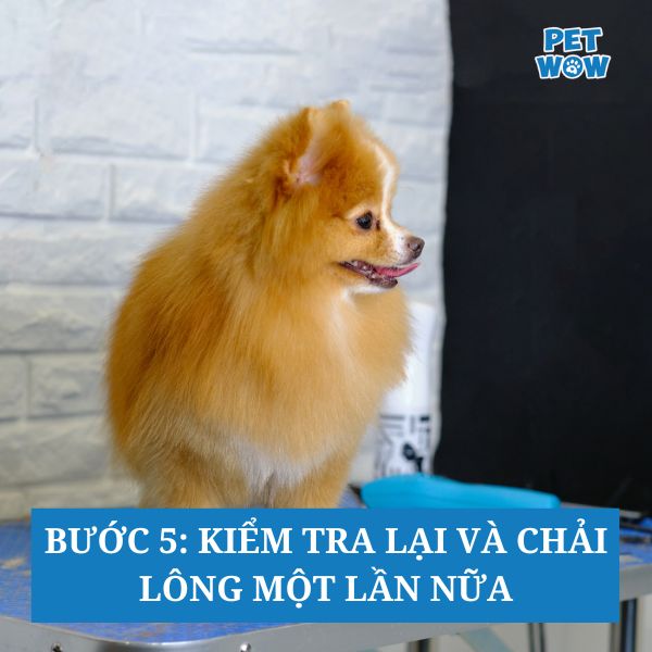 Bước 5: Kiểm tra lại và chải lông một lần nữa