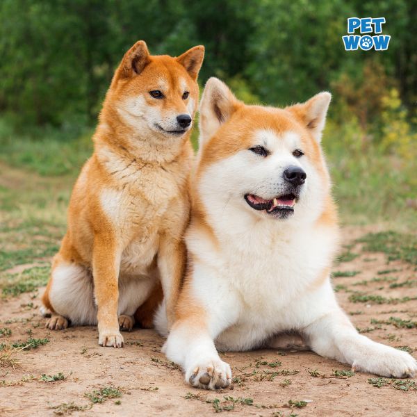 Kiểu cắt truyền thống cho chó Shiba