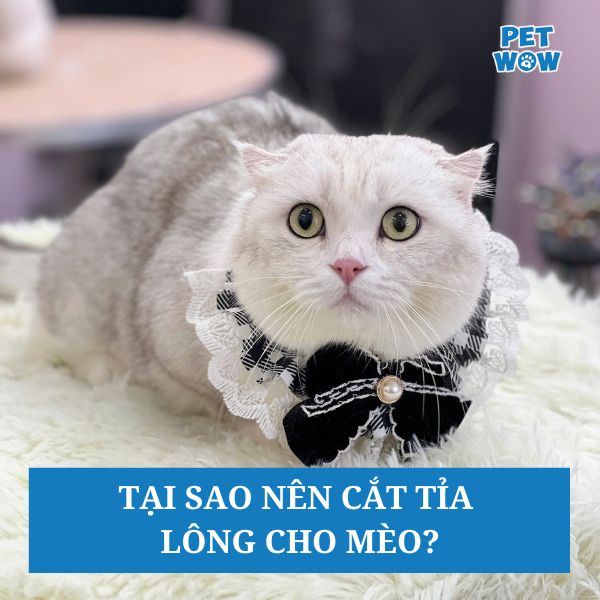 Tại sao nên cắt tỉa lông cho mèo?