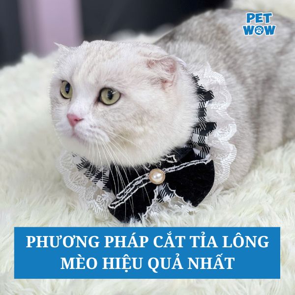 Các phương pháp cắt tỉa lông mèo hiệu quả nhất hiện nay