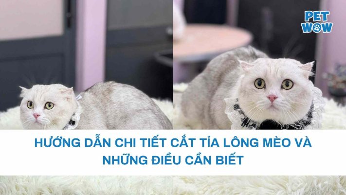 Hướng dẫn chi tiết cắt tỉa lông mèo và những điều cần biết