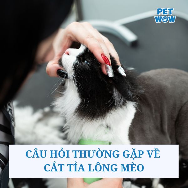 Câu hỏi thường gặp về cắt tỉa lông mèo