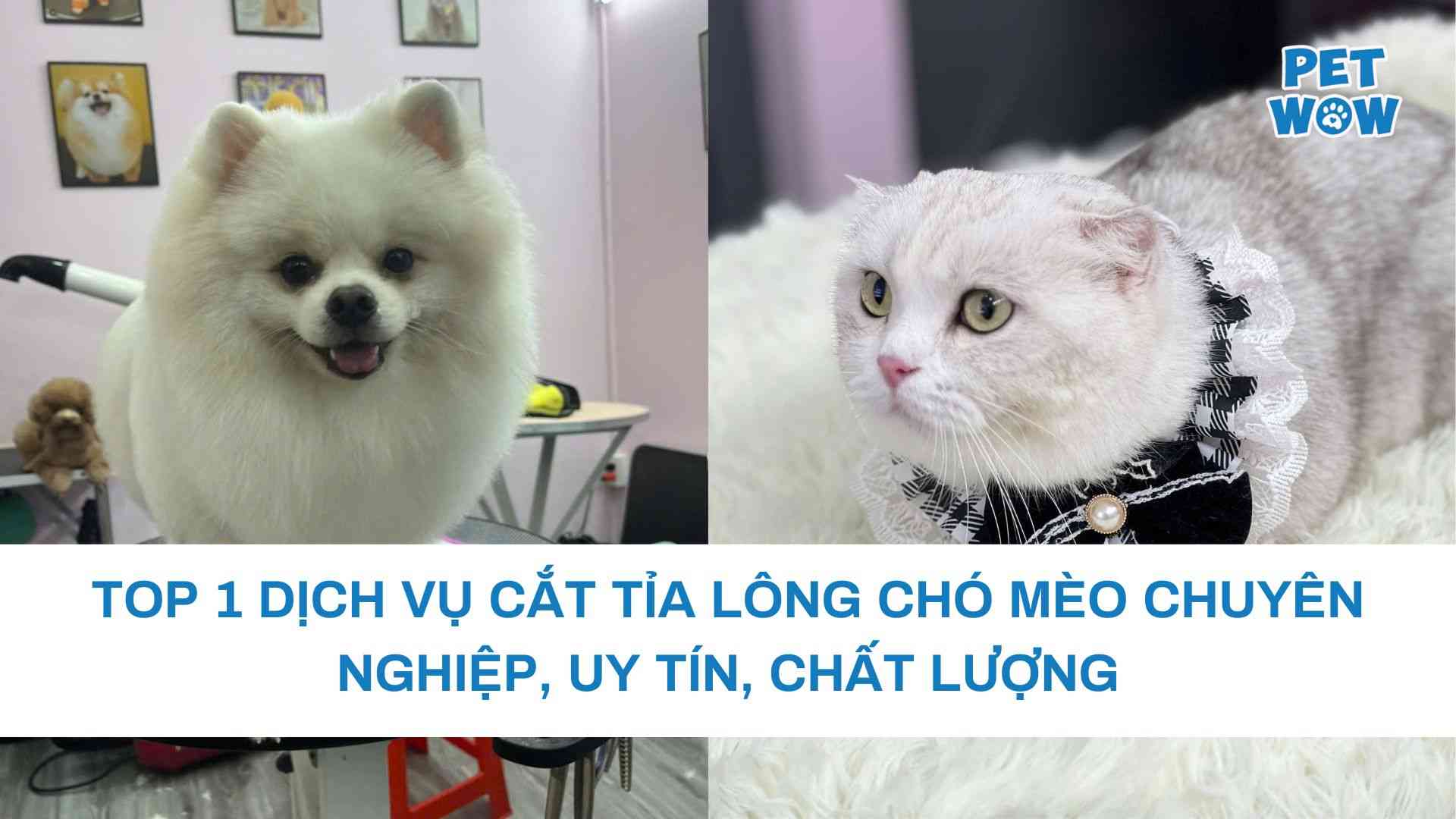 dịch vụ cắt tỉa lông chó mèo