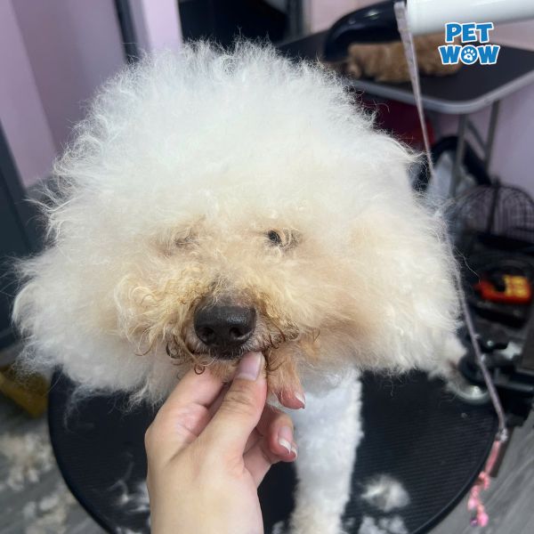 Hướng dẫn cắt tỉa lông chó Poodle tại nhà đơn giản