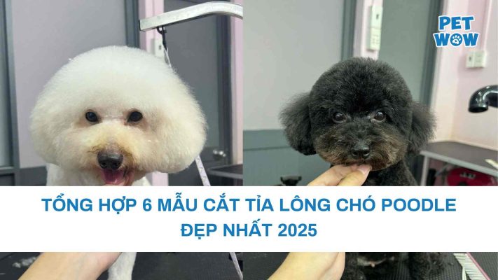 Tổng hợp 6 mẫu cắt tỉa lông chó Poodle đẹp nhất 2025