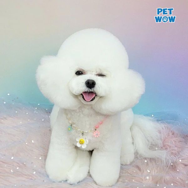 Tại sao nên cắt tỉa lông cho Poodle?