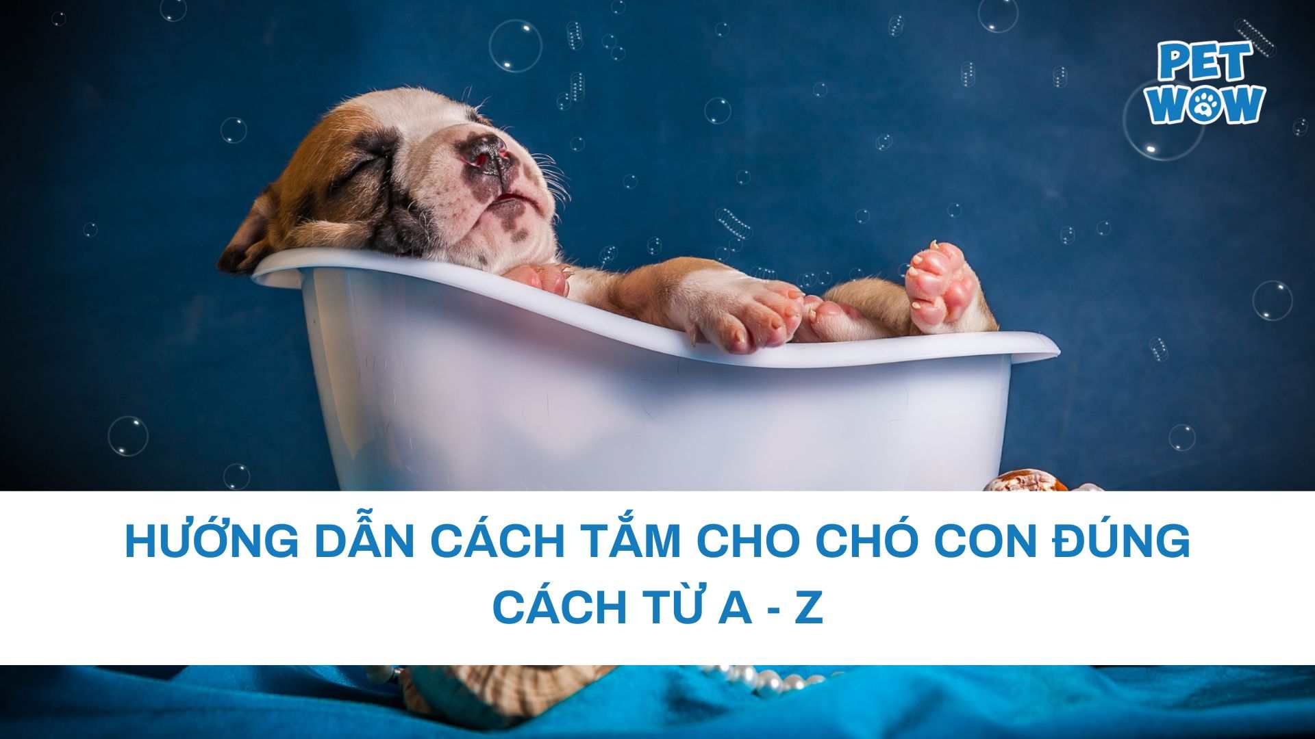 Hướng Dẫn Cách Tắm Cho Chó Con Đúng Cách Từ A - Z