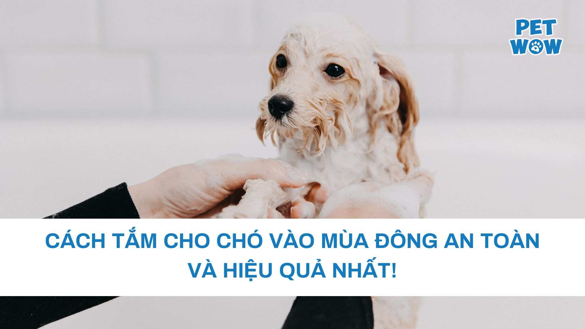 Cách Tắm Cho Chó Vào Mùa Đông An Toàn Và Hiệu Quả Nhất!
