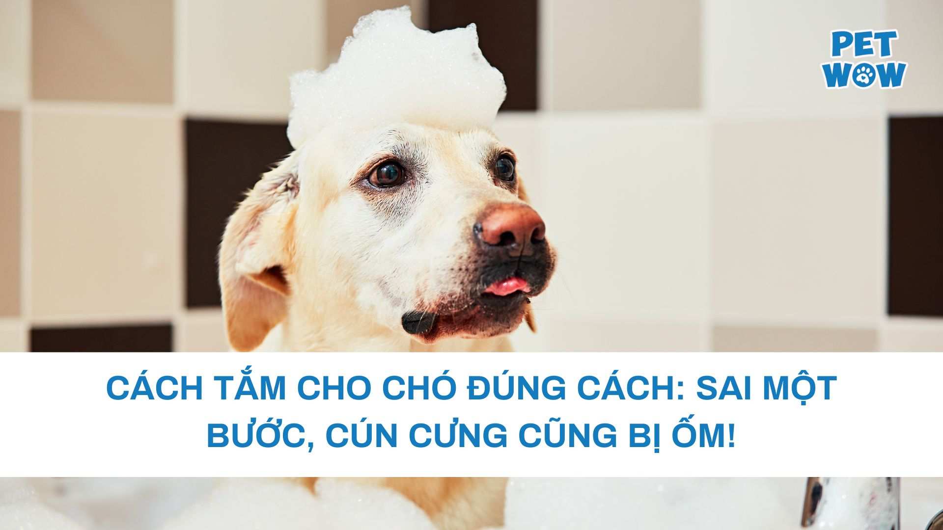 Cách Tắm Cho Chó Đúng Cách: Sai MỘT Bước, Cún Cũng Bị Ốm!